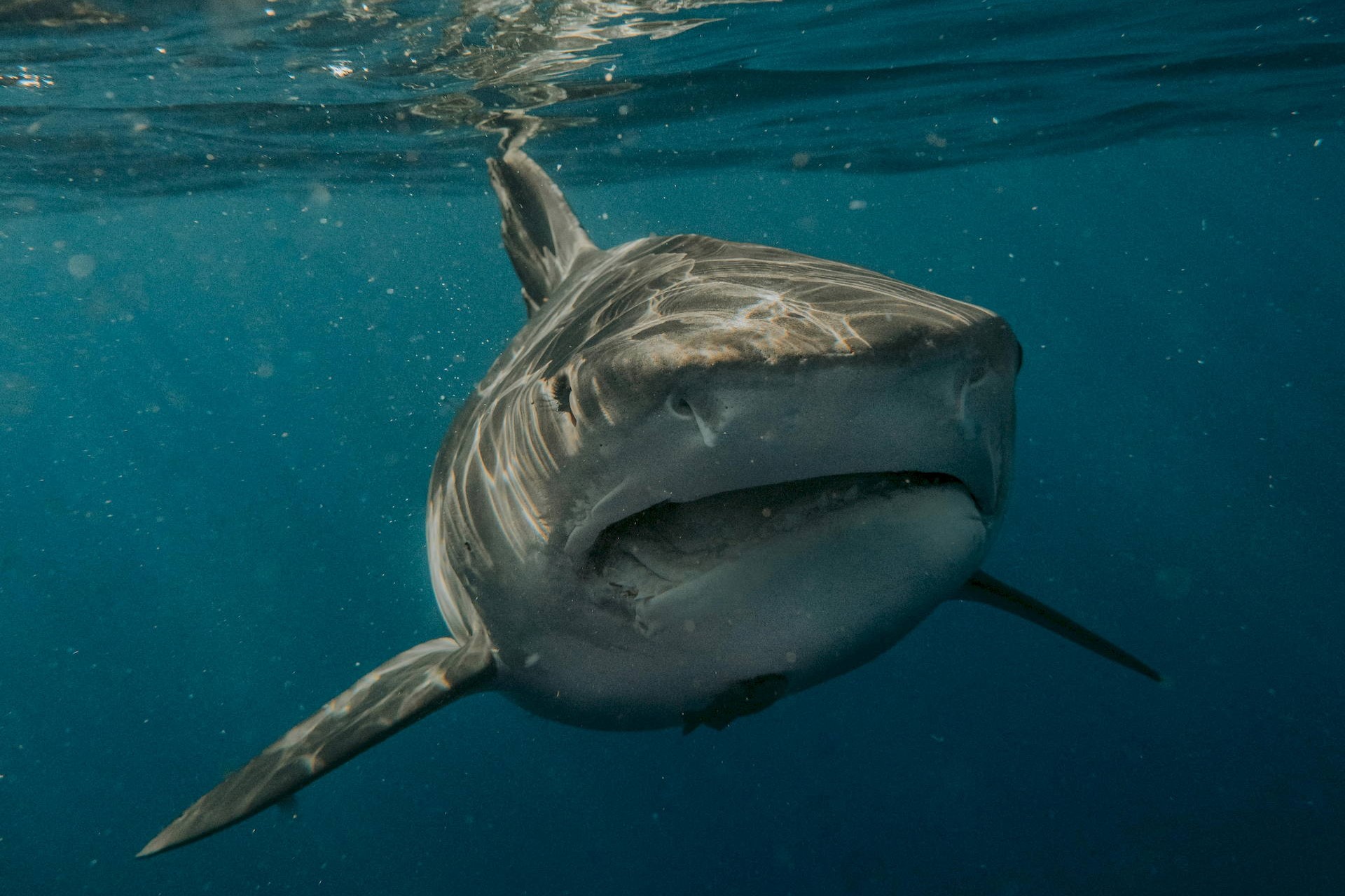 Shark Cage Diving