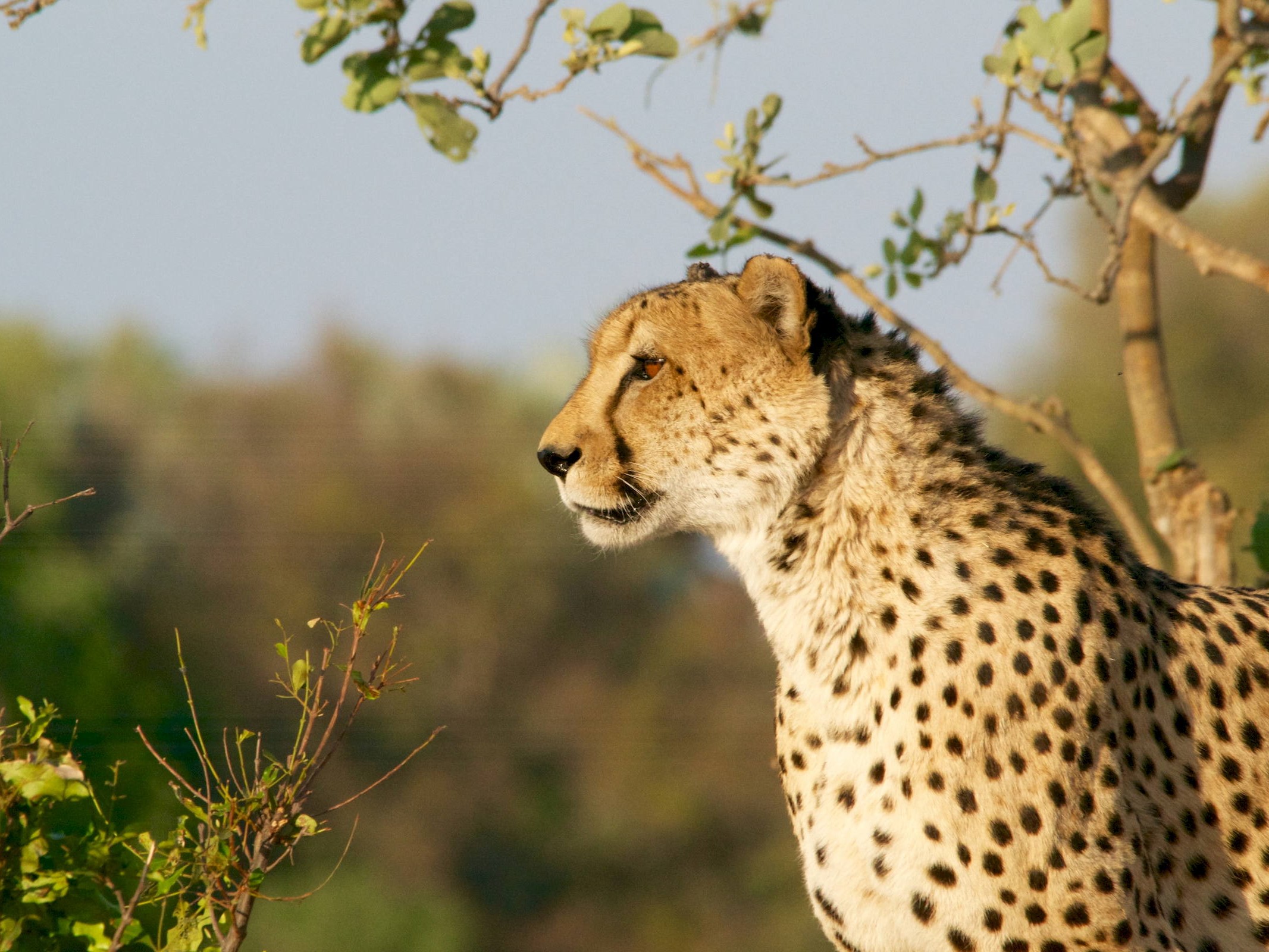 Kruger Cheetah
