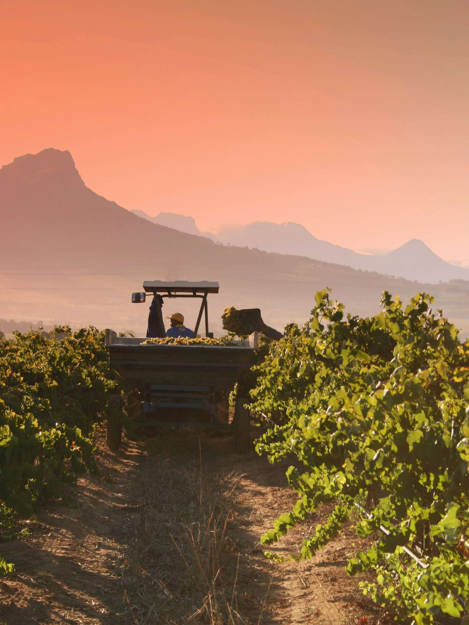 Constantia Vineyards