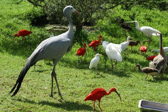 World of Birds