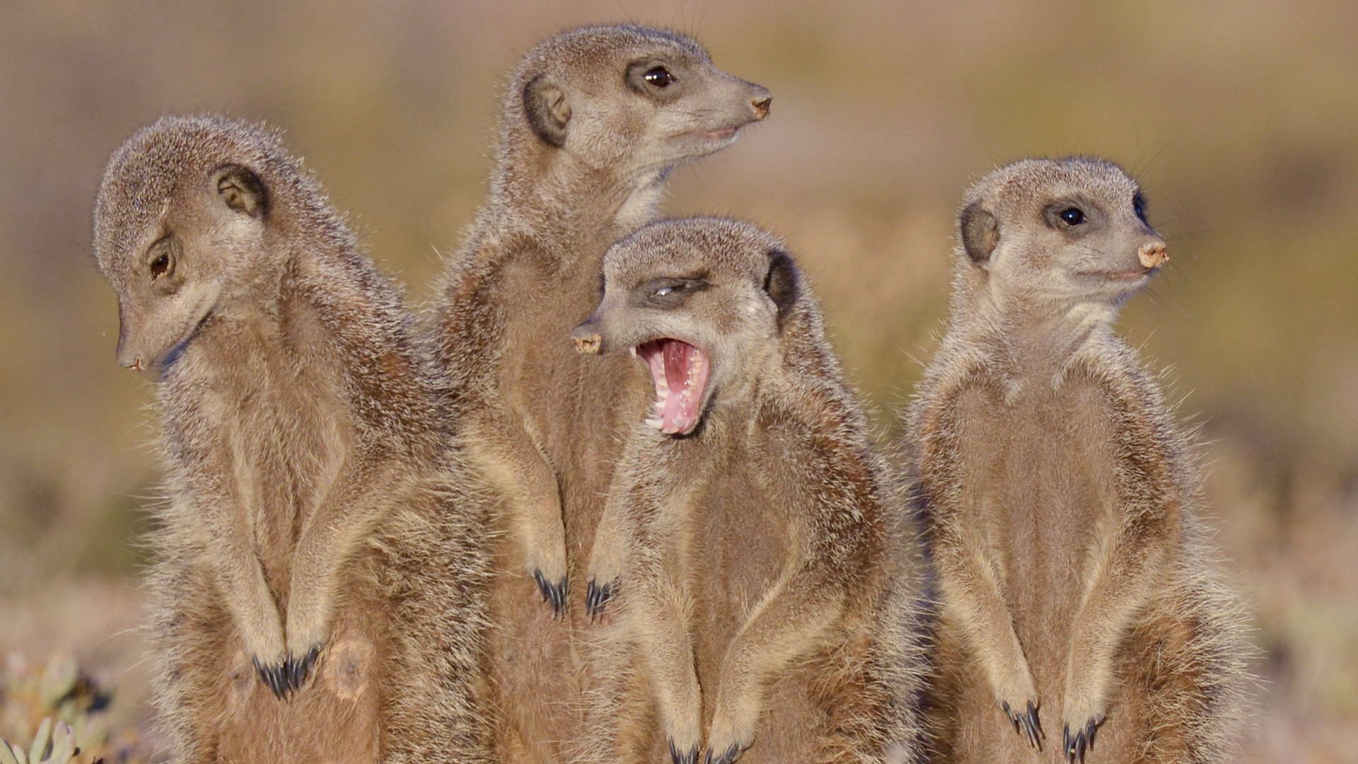 Meerkats